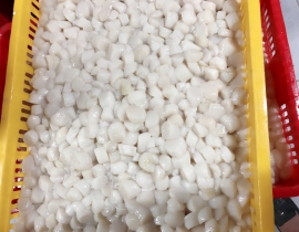 CỒI SÒ ĐIỆP - BAO TRẮNG